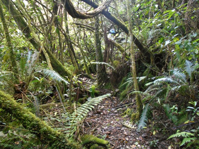 C'est touffu mais le sentier reste visible