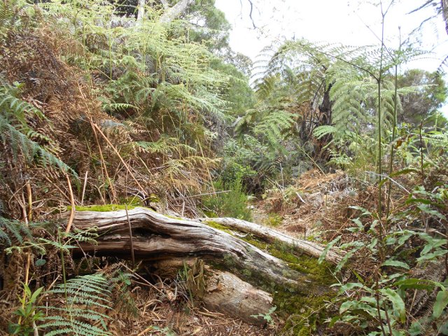 Le sentier dans les fougères s'élève au-dessus de la rivière