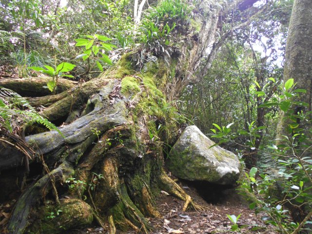 Un tamarin couché, premier arbre remarquable de la descente