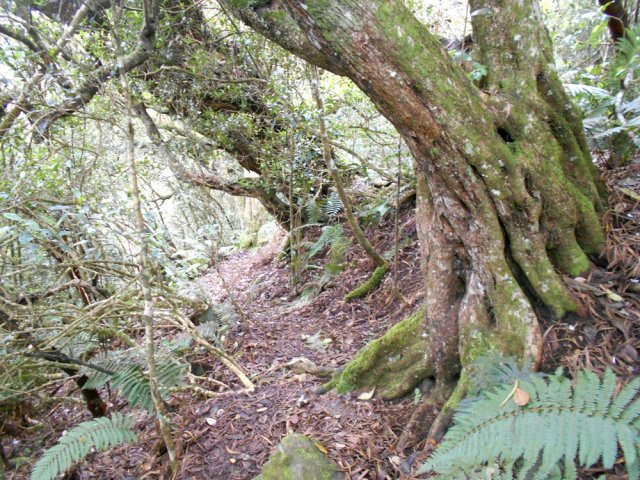 Bois rouge et bois maigres en bordure de sentier