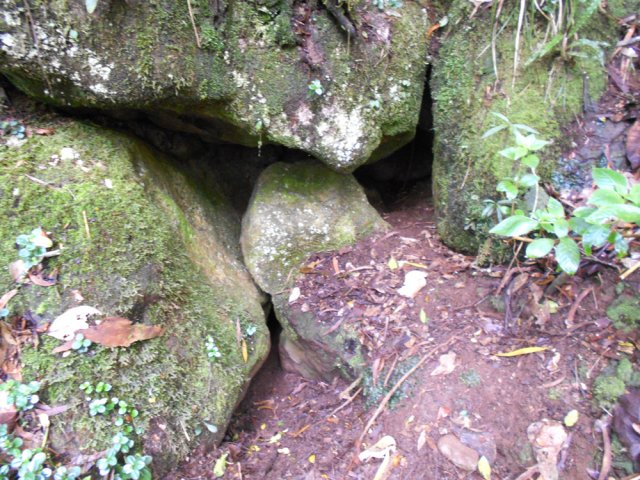 Un terrier de tangues où l'on remarque les centaines de passages