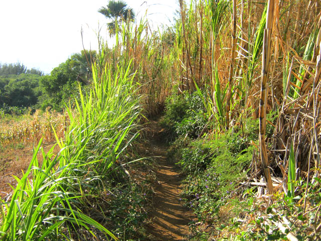 Le sentier le long des cultures avant l'anse ocre.