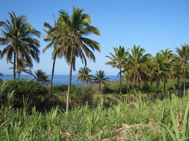 La crête avec sa canne et ses cocotiers
