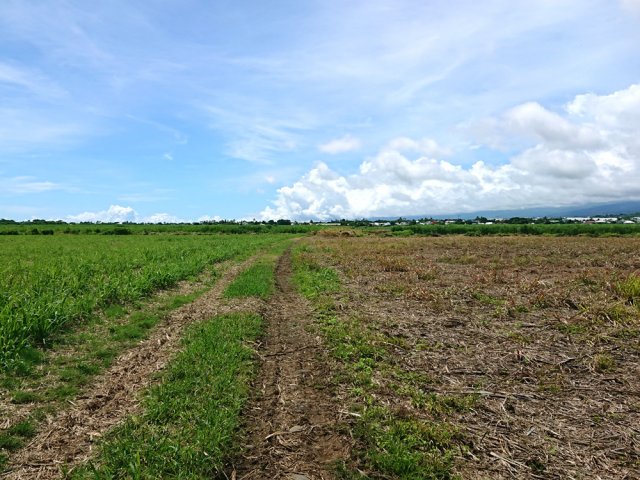 Une piste dans les champs qui suit le tracé du chemin de fer