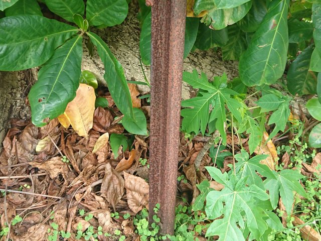 Vestiges de rails à Saint-Benoît