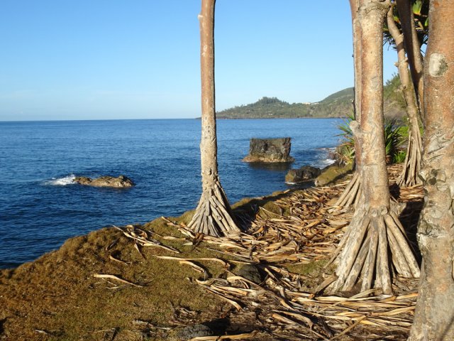 Ils sont partout le long du littoral, procurant de l'ombre