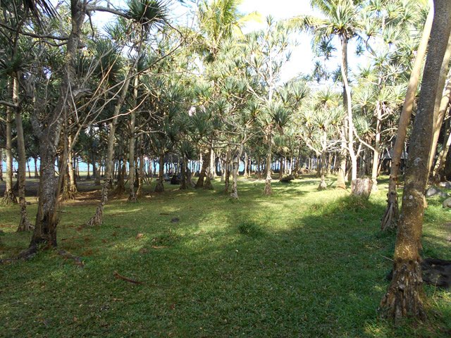L'aire de repos du Cap Méchant, à l'ombre des vacoas