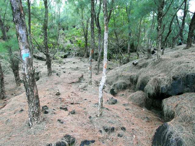 Passage du sentier sous les filaos