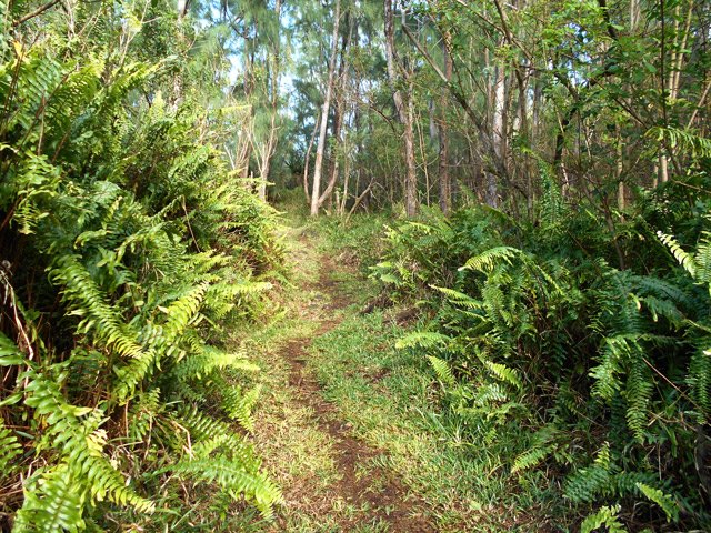 Plus loin, les filaos grandissent et les fougères diminuent