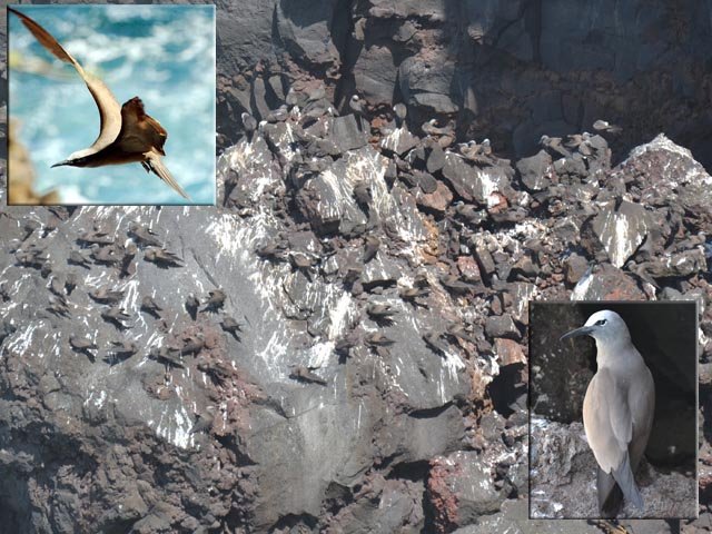 On peut rester longuement sans trop les déranger