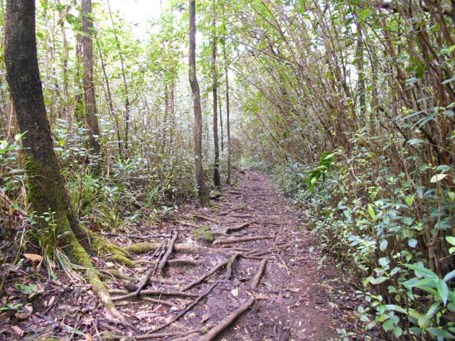 On ne quitte que rarement les goyaviers