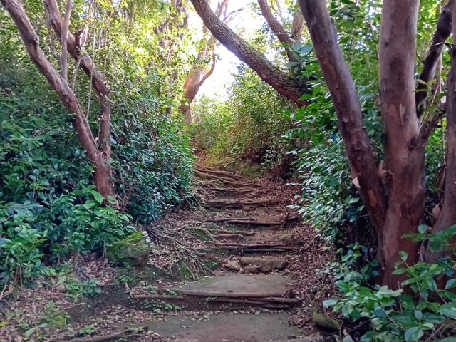Le sentier Jacques Payet entre goyaviers et beaux arbres