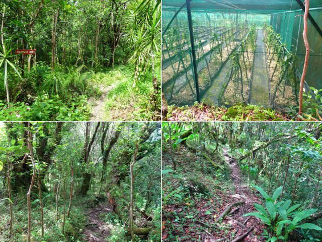 Beaucoup de vanille le long de cet agréable sentier