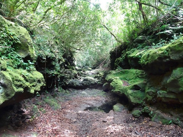 La Ravine sauvage de Basse Vallée mérite une petite exploration