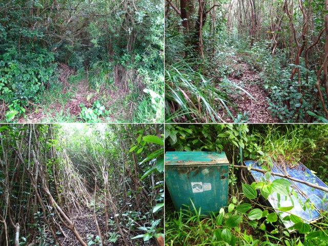 Le sentier du Piton Bernard est relativement facile à suivre