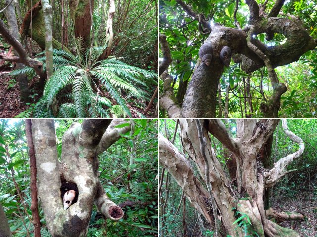 L'incursion procure au moins l'avantage de rencontrer de beaux spécimens d'arbres