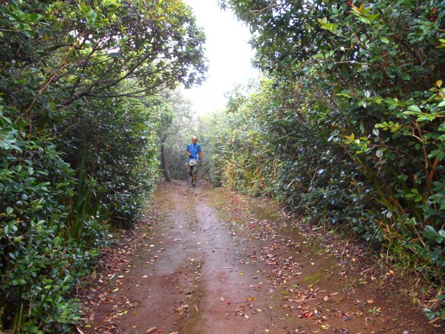La marche peut être ralentie durant la saison des goyaviers