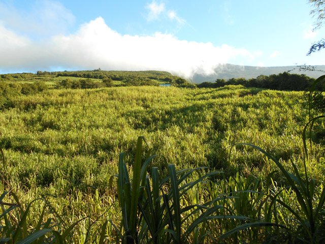 Allergiques à la canne, s'abstenir