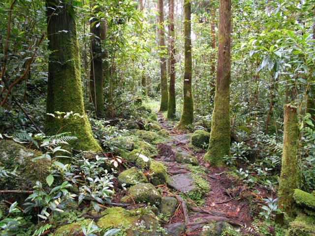 Très beau sentier couvert de mousse dans les cryptomerias