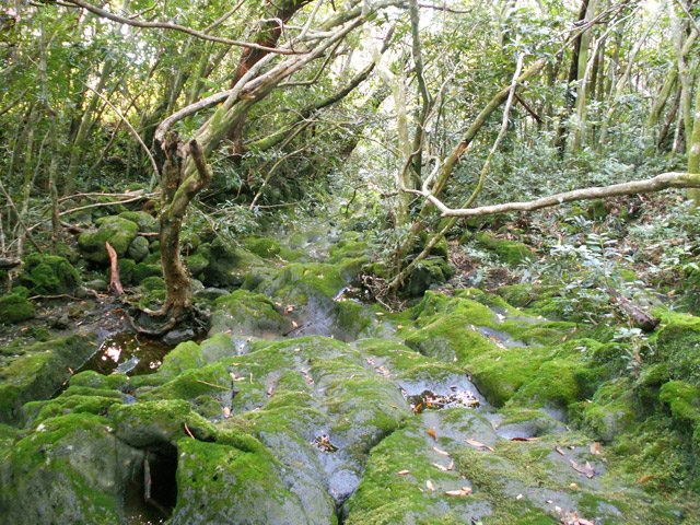Le fond glissant et moussu du Bras Plat