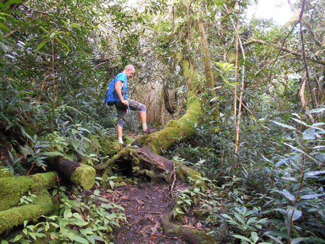 Passage du sentier sur des arbres couchés qui obligent à dévier