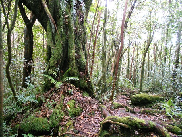 Énorme tronc de bois de rempart. Le sentier passe entre ses racines
