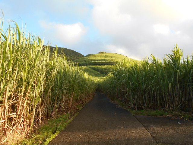 A gauche, le Piton Bernard caché par les cannes
