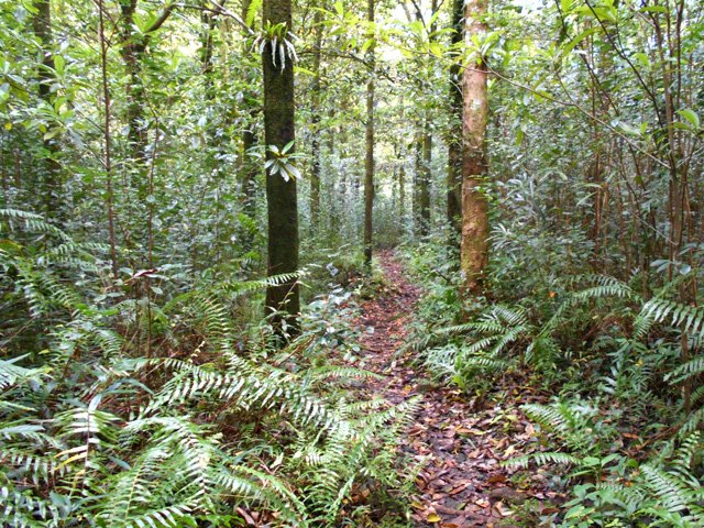 Des portions plates et faciles sur des lits de feuilles pour terminer la descente