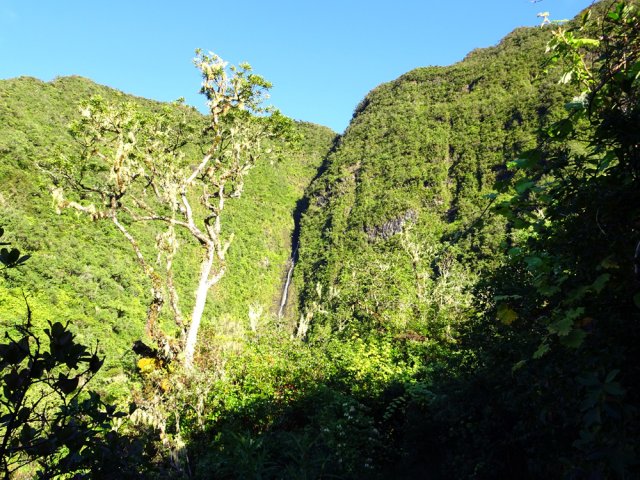 Quelques rares bois de couleurs subsistent parmi les goyaviers