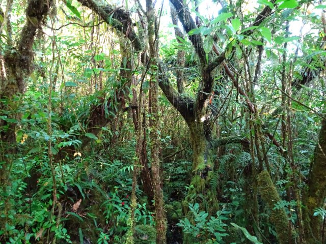 Ceux qui survivent sont recouverts de mousse