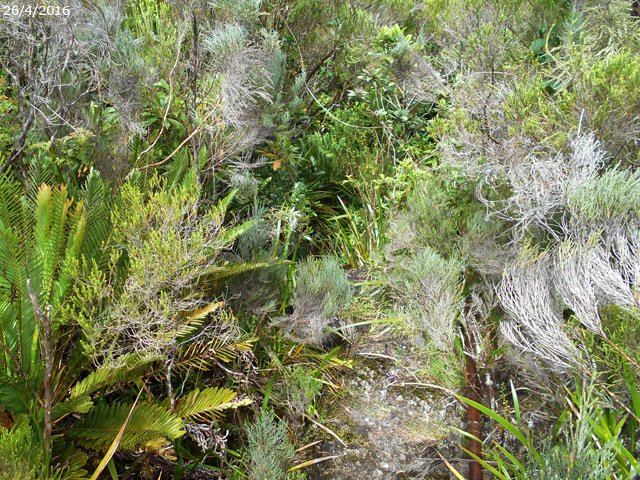 Le sentier sur la mousse et les racines de branles verts