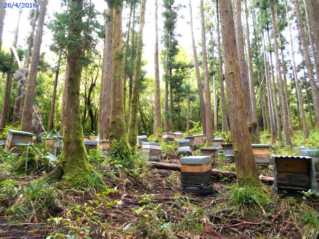 Des ruches sous les cryptomerias en fin de piste