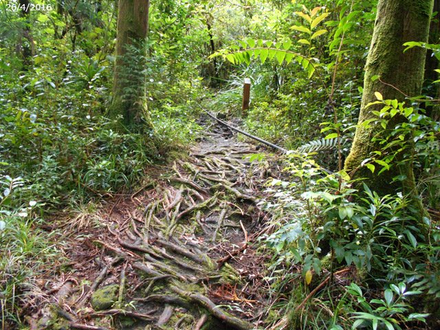 Début du sentier sur les racines glissantes des cryptomerias
