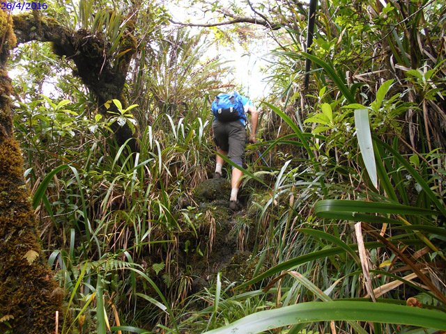 Petit raidillon pour passer la racine. Le tuyau file tout droit