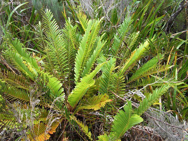 Belles fausses osmondes le long du sentier