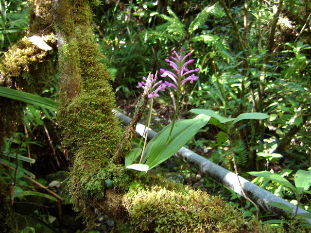Le tuyau parmi les mousses et les orchidées