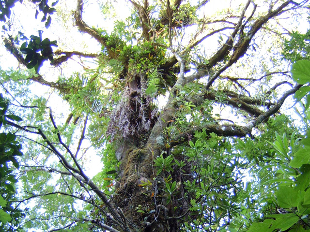 La mousse épaisse sur les arbres indique à coup sûr le taux d'humidité de la région