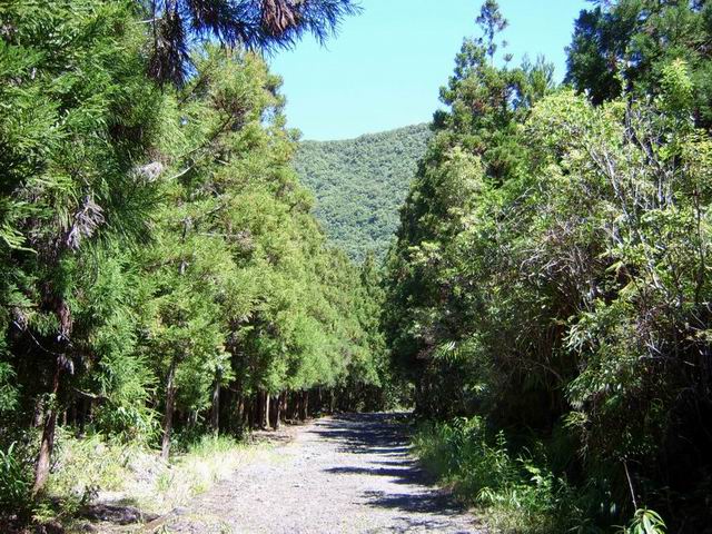 La route forestière 37 du Rond, bordée de cryptomérias