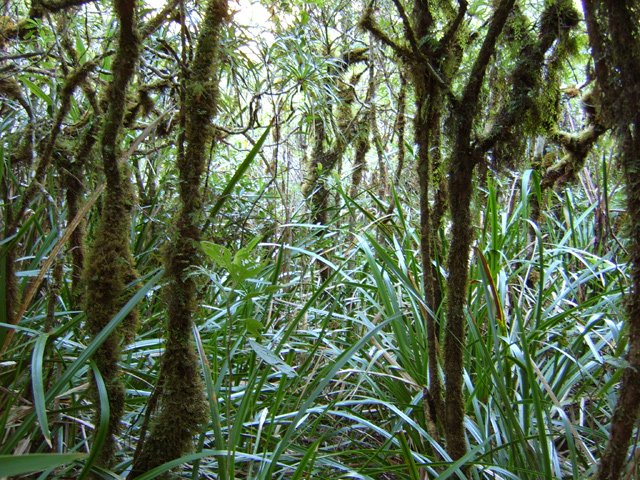 Le sentier menant à la Ravine de Basse Vallée
