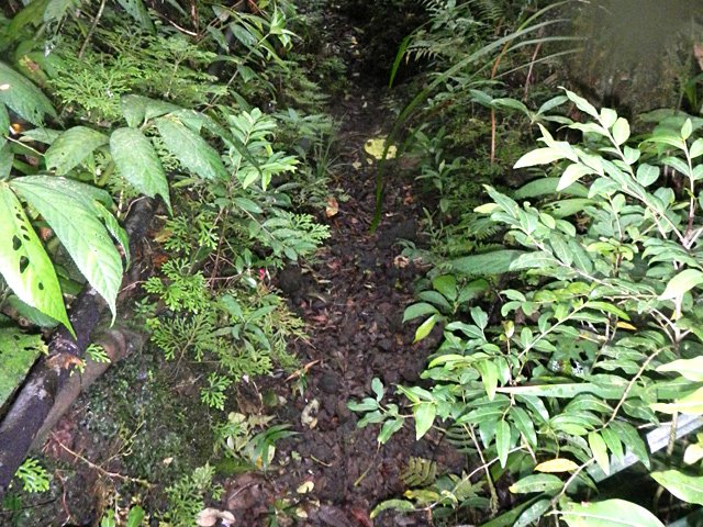 Portion de sentier très visible, de plus en plus rare