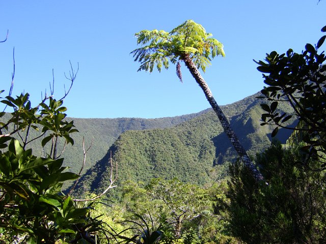 Point de vue sur le rempart à travers la végétation