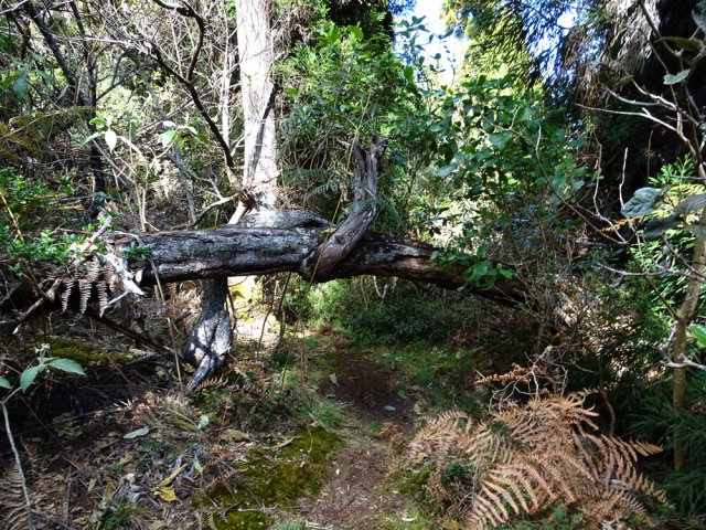 L'arbre couché, proche du sommet discret du piton Darid