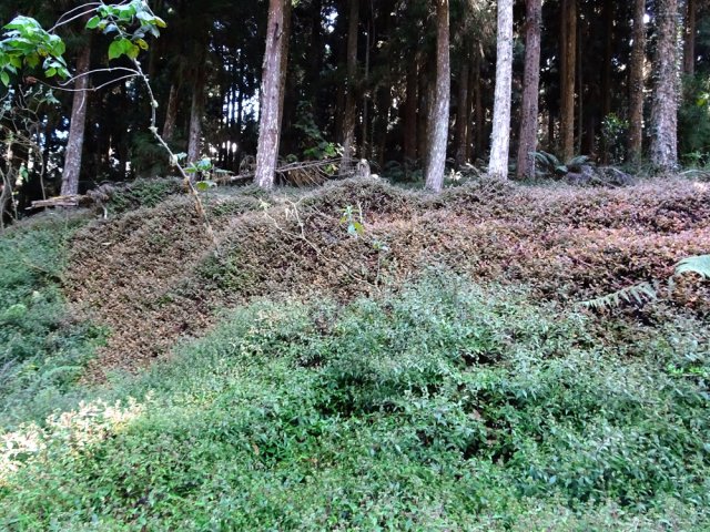 Renouées et jouvences occupent le terrain des clairières