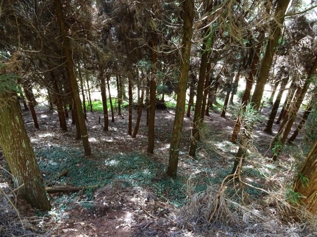 On est tenté de descendre vers la route mais la pente est forte