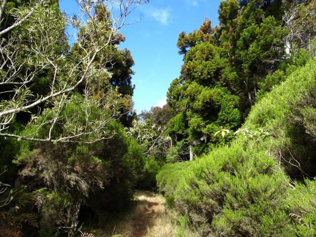 La piste a presque disparu à travers les branles verts