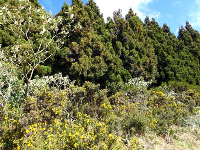 Les premiers cryptomerias en partie cachés par les ajoncs d'Europe