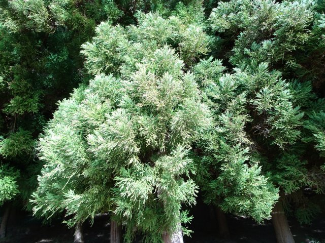 Les cryptomerias auront été présents une bonne partie de la balade