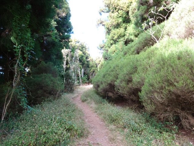 La piste est presque plate entre branles et cryptomerias