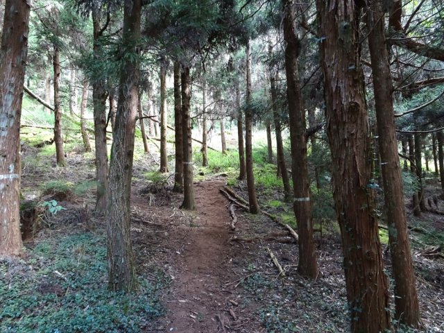 Une idée du sentier emprunté par les cavaliers