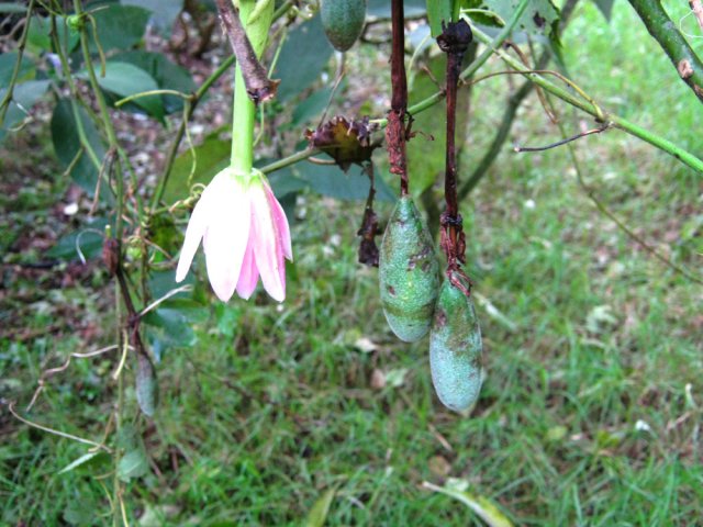 Quelques passiflores pendent des arbres